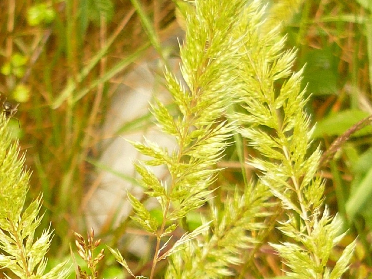 Gastridium ventricosum (Poaceae)